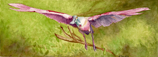 Spoonbill in Flight print