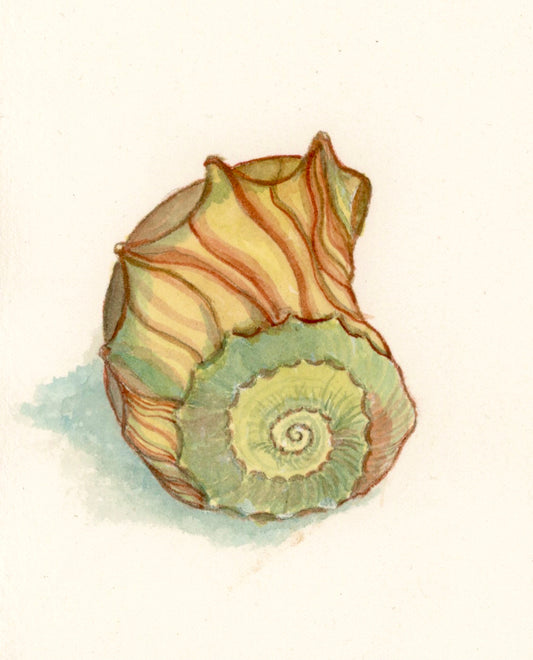 Shell 1: Conch